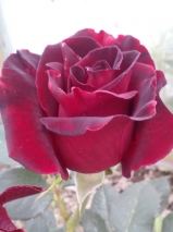 Black Baccara