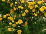 Persian Yellow