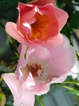 Pink Robusta