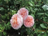 Abraham Darby