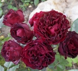 Black Jack (-) (Taffeta Rose, Tour de Malakoff)