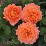 Оранж Ваза (Rosa Orange Vaza)