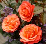 Coral Lions Rose