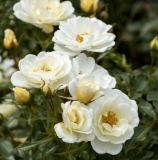 Bees Paradise Rose Ivory (Bienenweide Ivori)