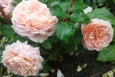  Abraham Darby