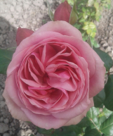 Stefanies Rose