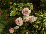 Abraham Darby