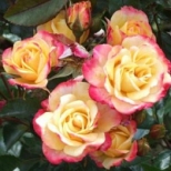 Sunrise Rose