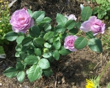 Blue Storm Rose