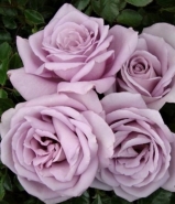 Rose Moonlight Imperial Rose