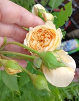 Crown Princess Margareta