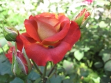 Leonisa,интродукция неизвестна,Чайно-гибридные (Hybrid Tea)