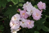 Geschwind's Nordlandrose