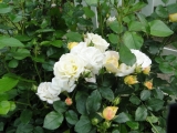 Popcorn Drift® Rose