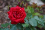 Rheinaupark rose