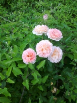 Abraham Darby