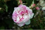 Village Maid (Rosa centifolia variegata)