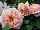 Abraham Darby